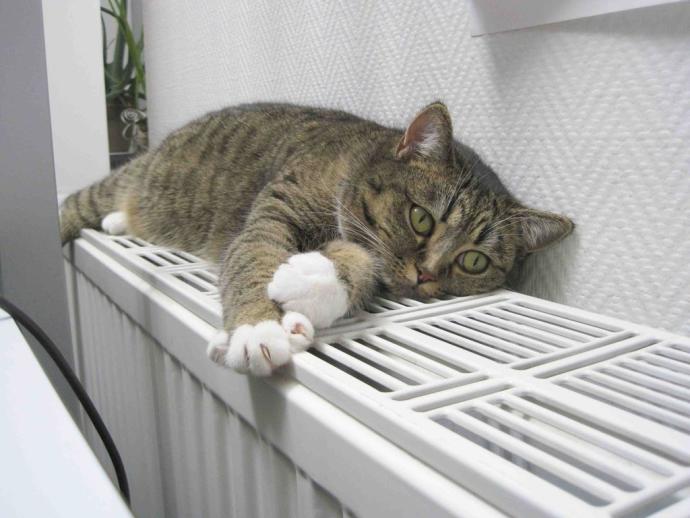 Fotografía de un gato descansando sobre la calefacción