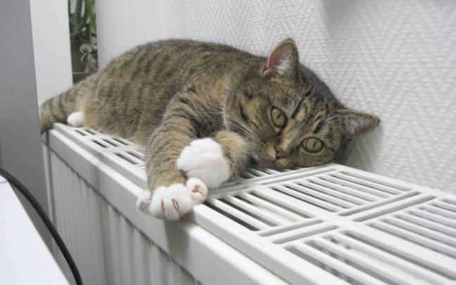 Fotografía de un gato descansando sobre la calefacción Fotografía de un gato descansando sobre la calefacción