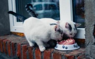 Una pareja de gatos disfruta de sus ración diaria de comida en la comodidad de su ventana preferida.
