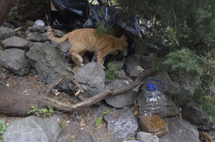 Una de las colonias de gatos callejeros controladas por el Ayuntamiento