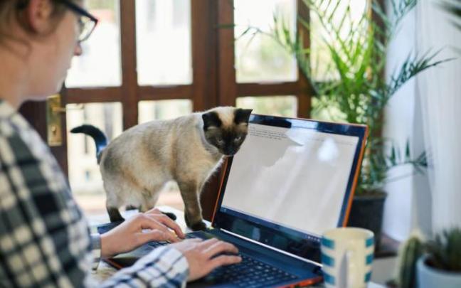Un gato hace compañía a su dueña, mientras esta trabaja. Un gato hace compañía a su dueña, mientras esta trabaja.