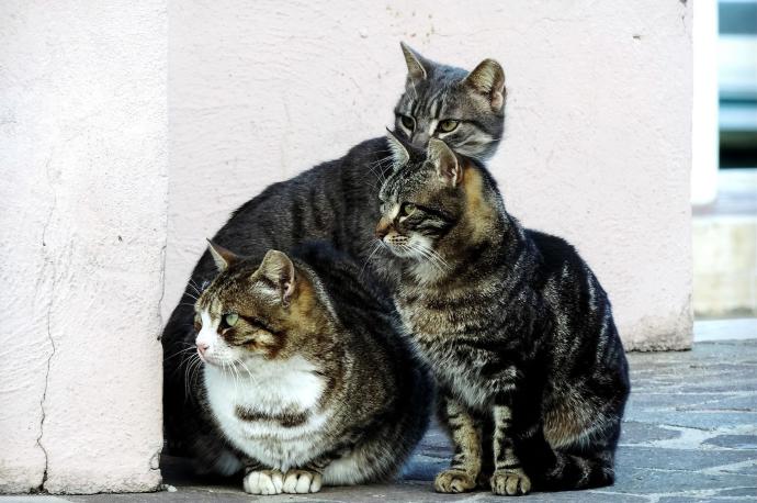 Los gatos callejeros urbanos son uno de los grupos animales más desamparados en una ciudad.