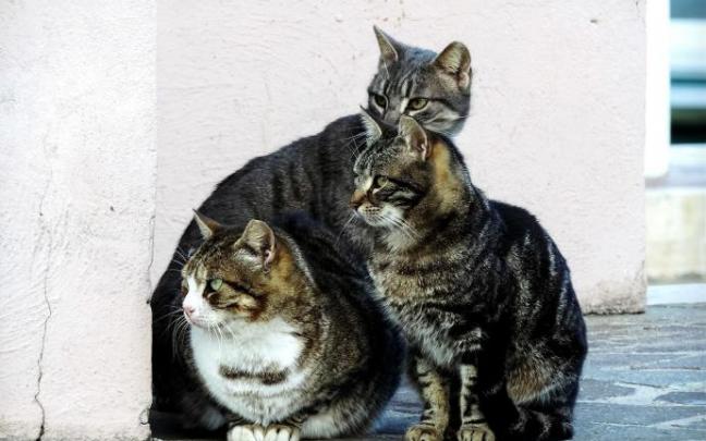 Los gatos callejeros urbanos son uno de los grupos animales más desamparados en una ciudad.