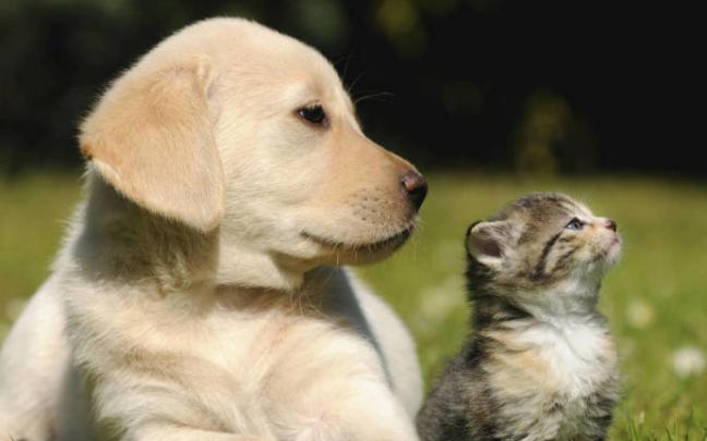 Un perro y un gato. Un perro y un gato.