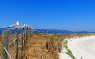 La Illa de Arousa es un ecosistema marítimo y terrestre de gran riqueza natural y geológica.