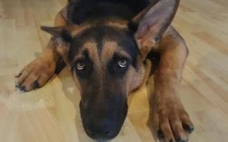 Las explosiones 'festivas' no son bien toleradas por el fino oído de los perros y les puede llegar a causar ansiedad.