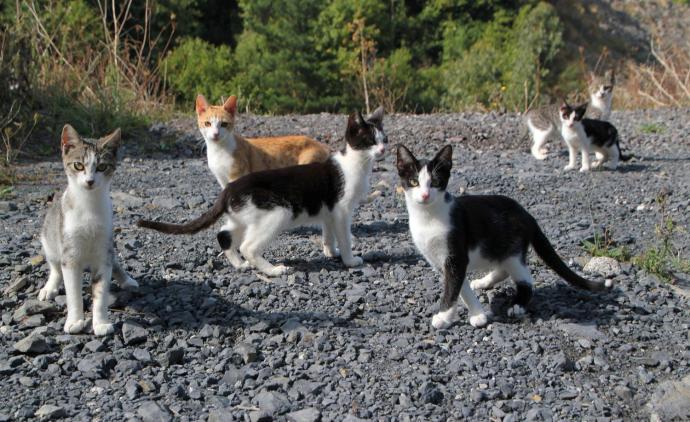 Los gatos son esterilizados y desparasitados antes de devolverlos a la calle, en aplicación del método CES.