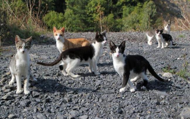 Los gatos son esterilizados y desparasitados antes de devolverlos a la calle, en aplicación del método CES. Los gatos son esterilizados y desparasitados antes de devolverlos a la calle, en aplicación del método CES.