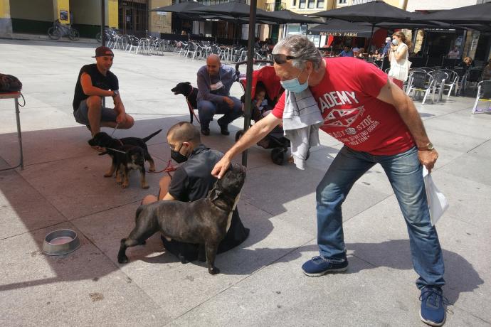 Un vecino se acerca a uno de los perros en adopción en la campaña del pasado verano.