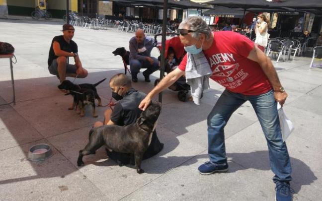 Un vecino se acerca a uno de los perros en adopción en la campaña del pasado verano. Un vecino se acerca a uno de los perros en adopción en la campaña del pasado verano.