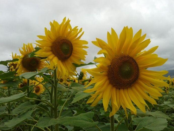 Girasoles en un campo de Navarra.