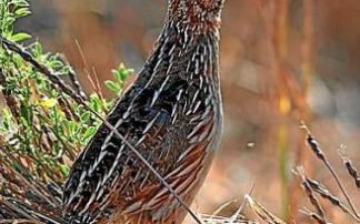 Ejemplar de codorniz. Foto: RFEC