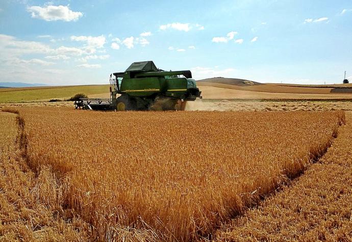 Una cosechadora se emplea en la recogida de cereales en una campaña que ha sido muy buena en los campos alaveses. Foto: C. Arizaleta