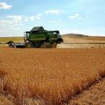 Una cosechadora se emplea en la recogida de cereales en una campaña que ha sido muy buena en los campos alaveses. Foto: C. Arizaleta Una cosechadora se emplea en la recogida de cereales en una campaña que ha sido muy buena en los campos alaveses. Foto: C. Arizaleta