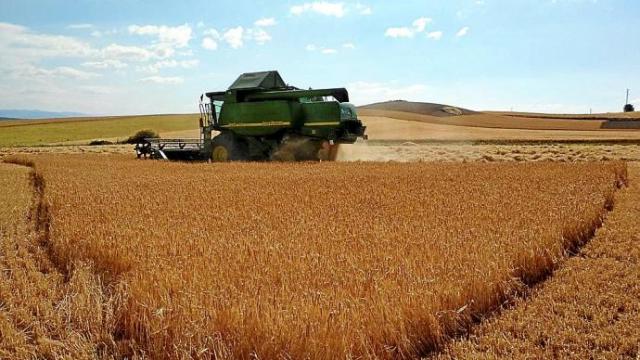 Una cosechadora se emplea en la recogida de cereales en una campaña que ha sido muy buena en los campos alaveses. Foto: C. Arizaleta Una cosechadora se emplea en la recogida de cereales en una campaña que ha sido muy buena en los campos alaveses. Foto: C. Arizaleta