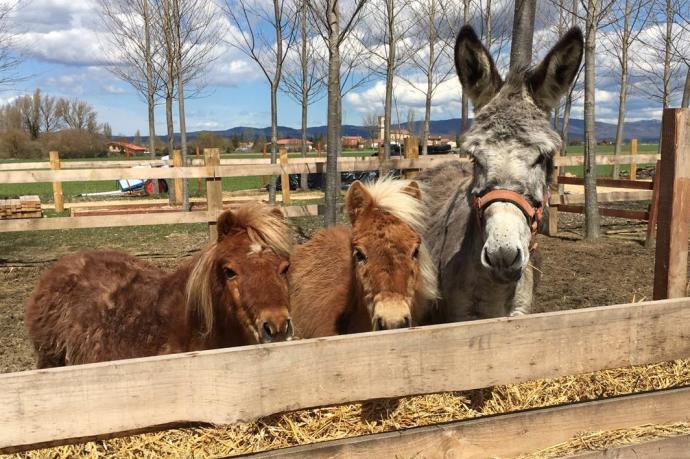 Animales en la Granja de Arkaia