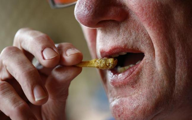 La langosta migratoria y el gusano de la harina también están autorizados en la UE.