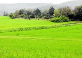 Campo de cereal cerca de Pobes. Foto: Pilar Barco