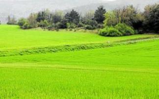 Campo de cereal cerca de Pobes. Foto: Pilar Barco
