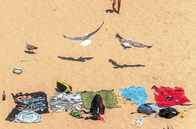 Varias gaviotas planean sobre las toallas de unas bañistas en la playa de Ondarreta.