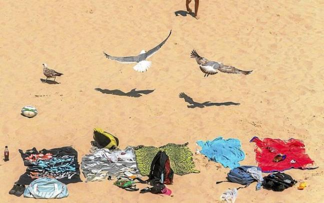 Varias gaviotas planean sobre las toallas de unas bañistas en la playa de Ondarreta.
