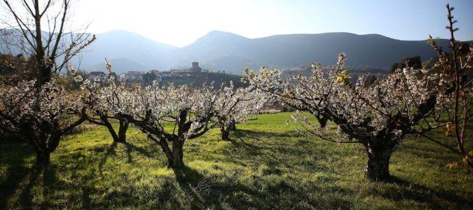 Cerezos, con el pueblo de Belascoáin al fondo.