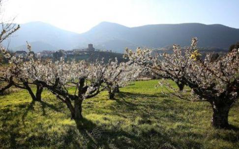 Cerezos, con el pueblo de Belascoáin al fondo.