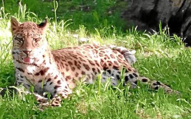 A ‘Mahoni’ le amputaron las garras. Foto: Karpin Fauna