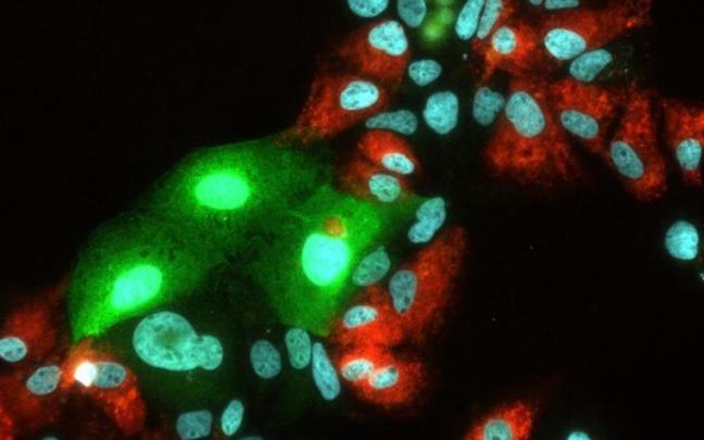 Replicación del virus de la hepatitis C (VHC) y del virus de la hepatitis E (VHE).