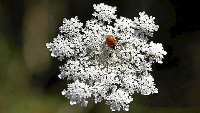 Una mariquita posada en una flor. Foto: Quintas