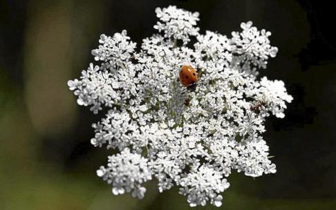 Una mariquita posada en una flor. Foto: Quintas