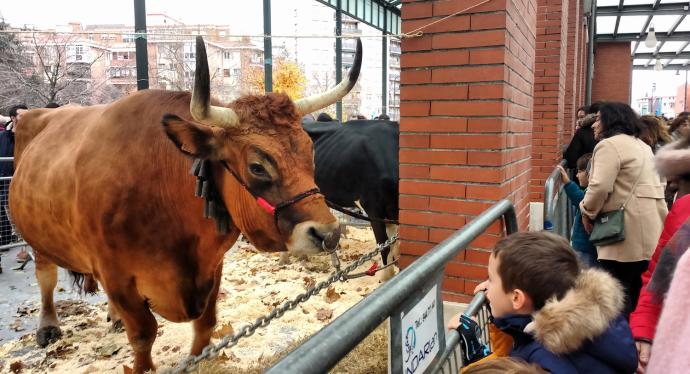 Un niño observa una de las reses exhibidas en la tradicional feria agrícola y ganadera.