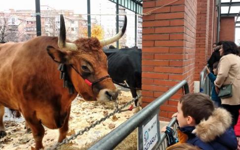 Un niño observa una de las reses exhibidas en la tradicional feria agrícola y ganadera.