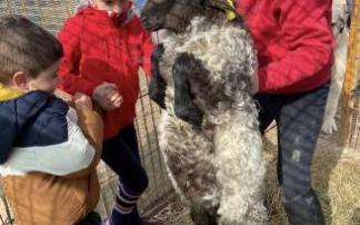 Iñigo, Adriana y Diego, con los corderos y las ovejas.