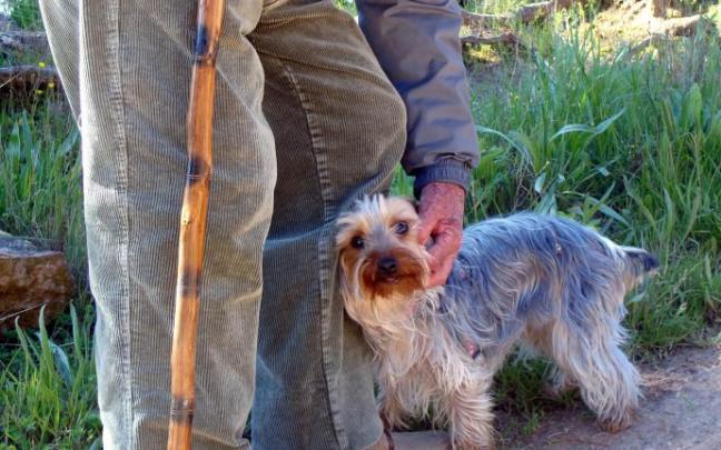 El envejecimiento de los humanos y el de perros o gatos no son ni paralelos ni lineales, cada especie lleva su propio ritmo.
