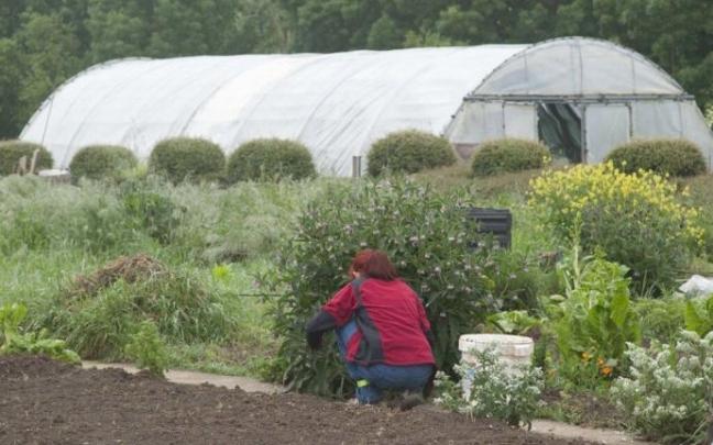 Huertos de agricultura ecológica del proyecto Basaldea.