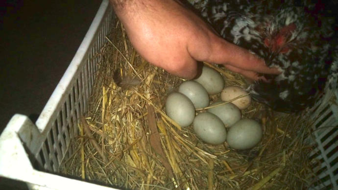 Huevos de pato recogidos en la plaza de Ramón Labayen.