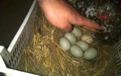 Huevos de pato recogidos en la plaza de Ramón Labayen.