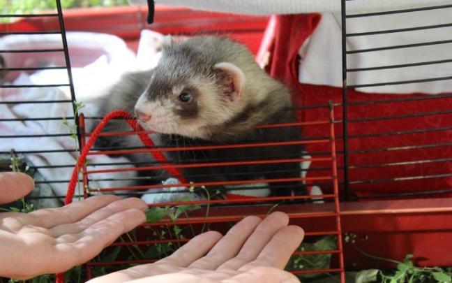 Los hurones son animales sociales que reclaman mucha atención por parte de la familia para jugar y recibir los mimos que quiere. Los hurones son animales sociales que reclaman mucha atención por parte de la familia para jugar y recibir los mimos que quiere.