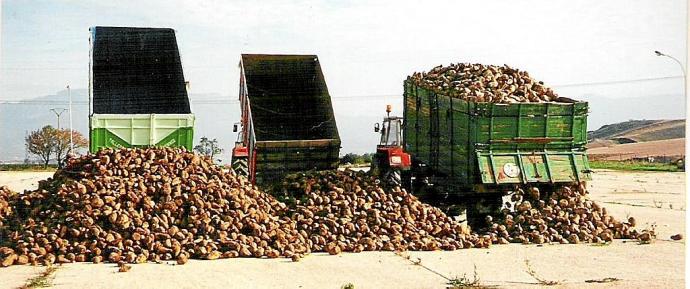 Camiones descargando remolacha en Álava.