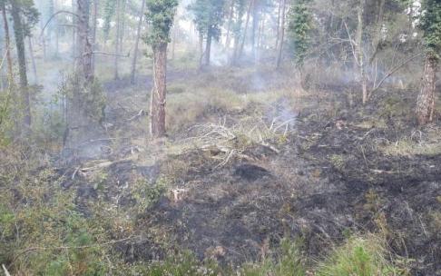 Incendio forestal. Incendio forestal.