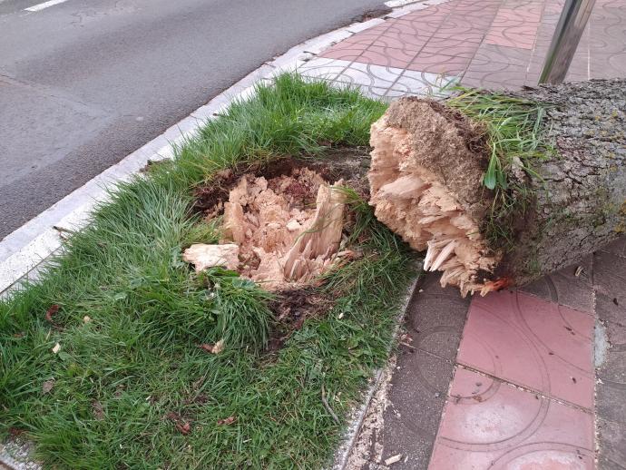 Estado de un árbol quebrado por el viento en las inmediaciones de Mendizorroza.