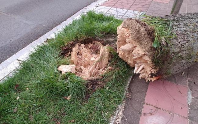 Estado de un árbol quebrado por el viento en las inmediaciones de Mendizorroza.