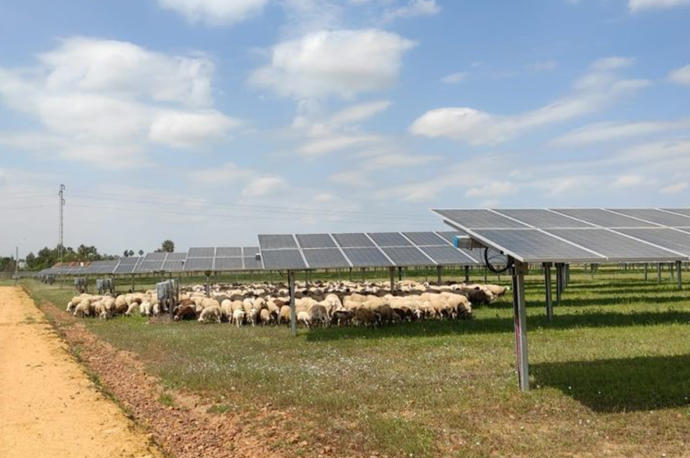 Un rebaño de ovejas junto a paneles solares.