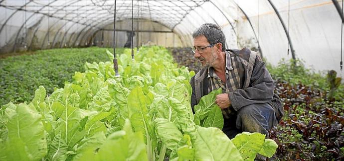 Román Sodupe observa el fruto de los invernaderos que cultiva en Berriz.