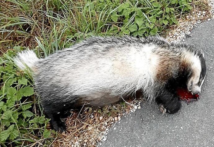 Inquietud por la muerte de animales en el campo