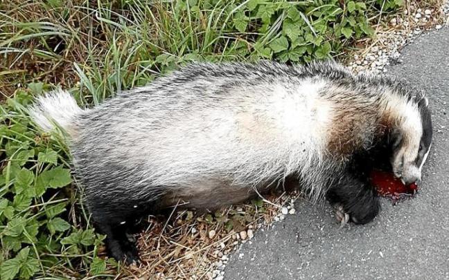 Inquietud por la muerte de animales en el campo