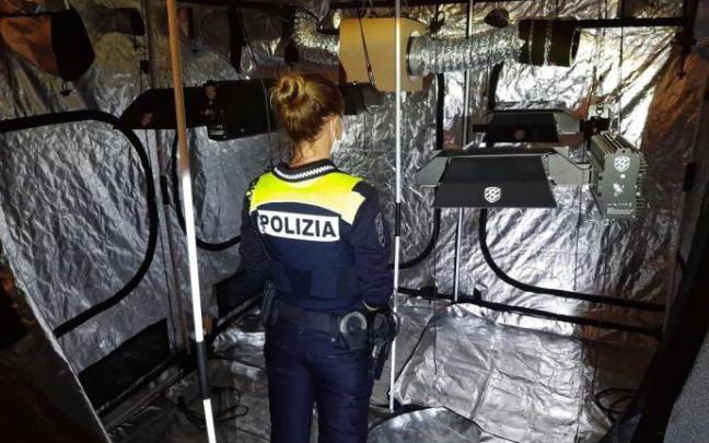 Instalaciones para el cultivo de marihuana.