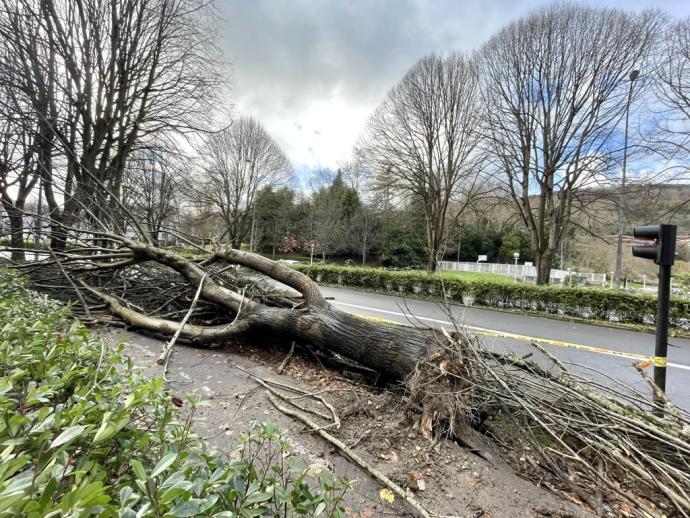 Un tilo de la Avenida de Tolosa caído tras las últimas lluvias