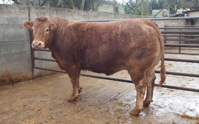 El ejemplar que espera batir el récord de peso en Álava